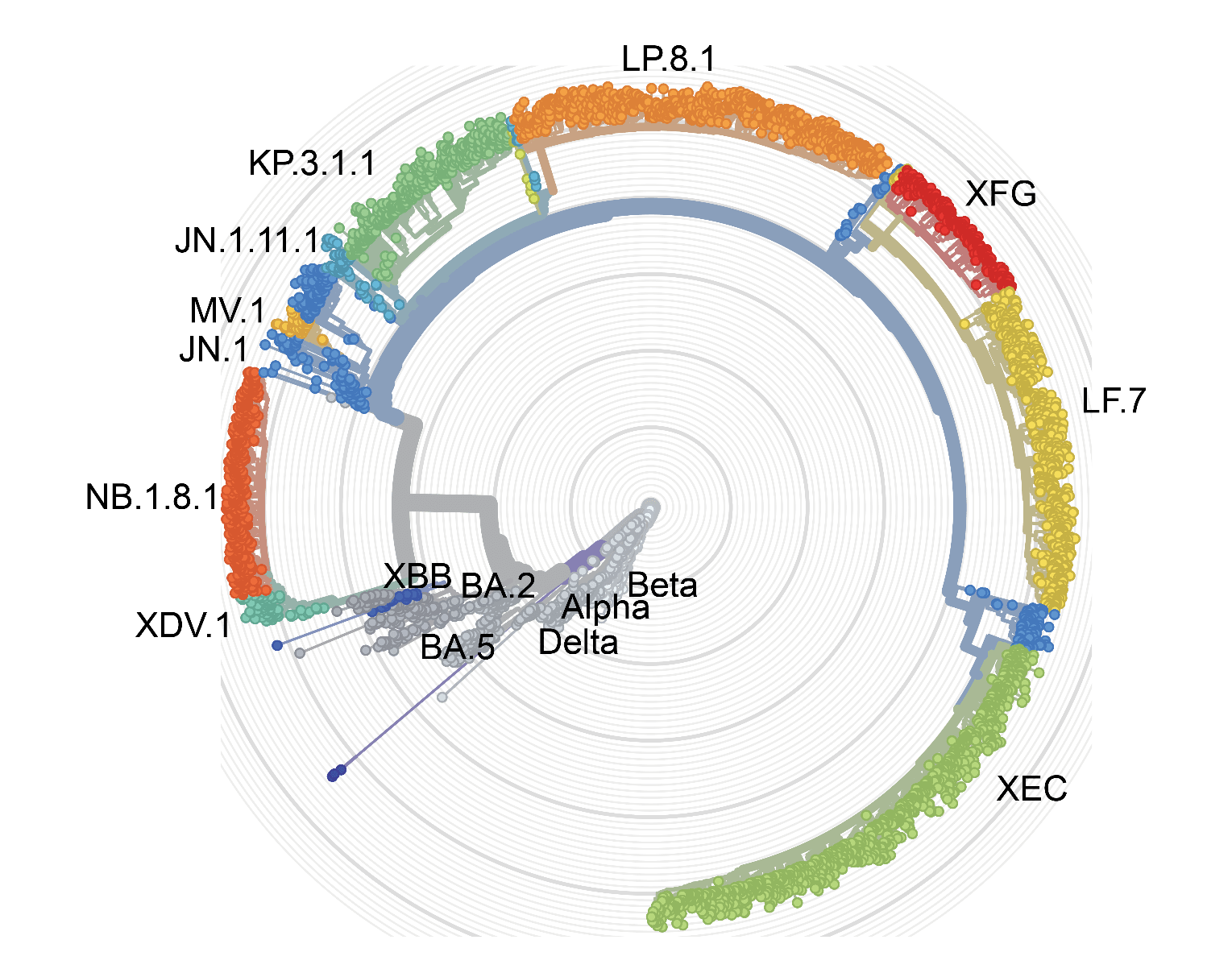 SARS-CoV-2 evolution and variants (Modified from nextstrain.org)
